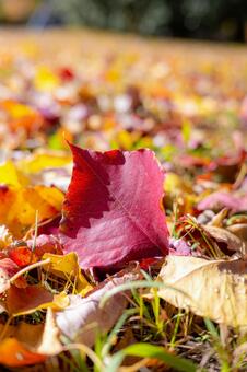 綺麗な落ち葉 落ち葉,綺麗,公園の写真素材