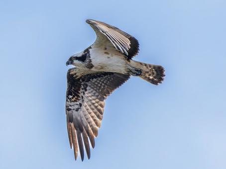 空を飛ぶミサゴ 空を飛ぶミサゴ ミサゴ,タカ,野鳥の写真素材