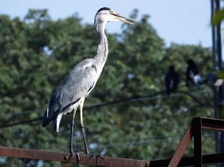 廃線の上で喉を鳴らすアオサギ 廃線の上で喉を鳴らすアオサギの写真