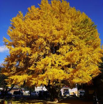 巨樹　河内の大銀杏・三重県南伊勢町 イチョウ,巨樹,大木の写真素材