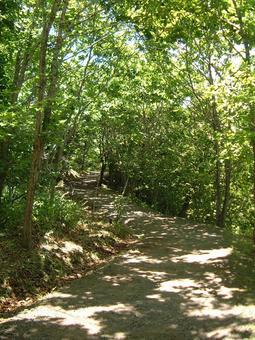釧路湿原国立公園 細岡展望台への道 釧路湿原国立公園 細岡展望台への道 細岡展望台,道,木漏れ日の写真素材