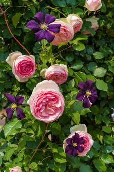 バラの花・美しく バラの花・美しくの写真