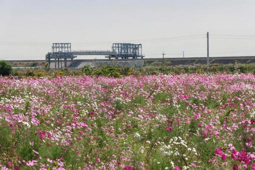 青空とコスモス畑 コスモス,ピンク,コスモス畑の写真素材