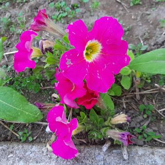 花 花の写真