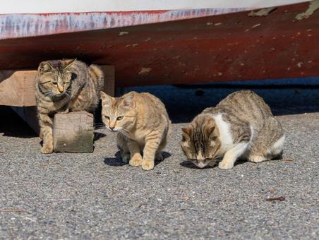 港で生きる野良猫達です。 港で生きる野良猫達です。の写真