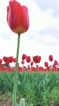 チューリップの写真