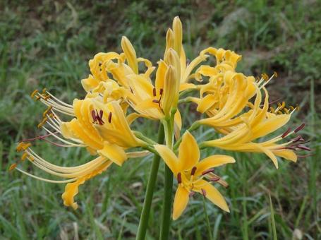 [Photo of cluster amaryllis] Scenery of cluster amaryllis blooming, JPG