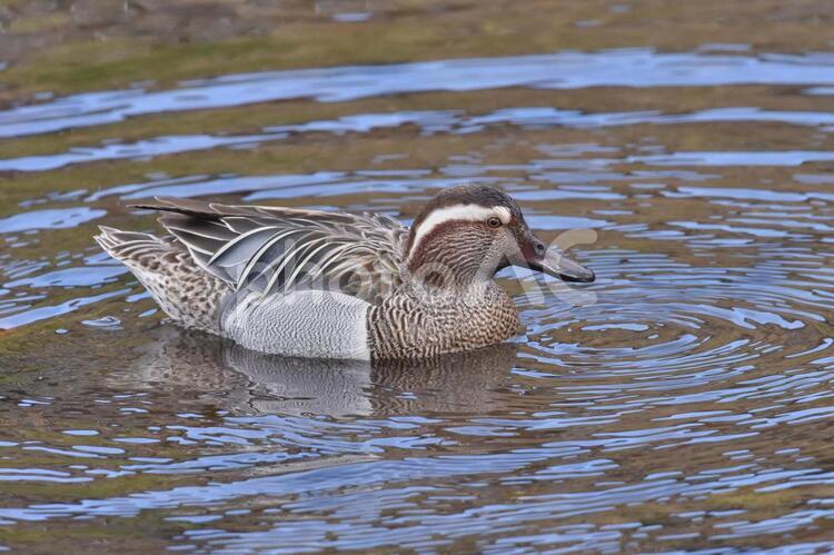 浅瀬を泳ぐシマアジ（鴨）と水面の波紋 冬,野鳥,シマアジの写真素材