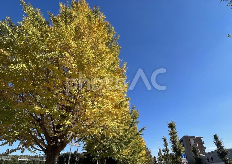 紅葉したイチョウと青空がとても綺麗です 屋外で,自然,空の写真素材