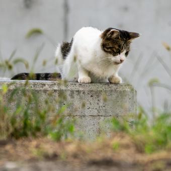 猫(258) 猫(258) 猫,食肉目,ネコ科の写真素材