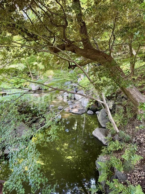 旧古河邸  旧古河庭園  7月の日本庭園 夏,ガーデン,旧古河庭園の写真素材