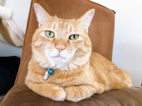 茶トラ猫 茶トラ猫の写真