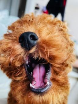 犬のあくび トイプードル,犬,あくびの写真素材