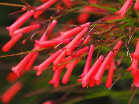 初夏の花 初夏の花の写真
