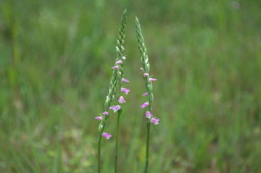 初夏の野原に咲くネジバナの花 初夏の野原に咲くネジバナの花 ネジバナ,捩花,自然の写真素材