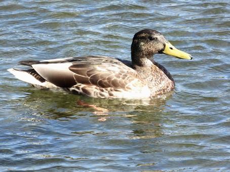 川面を泳ぐマガモ 川面を泳ぐマガモの写真