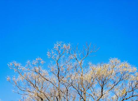 青空と冬の木々 青空,樹木,冬イメージの写真素材
