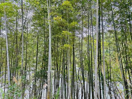 竹林　竹藪の写真