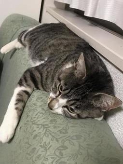 ソファにしがみつく猫 ソファにしがみつく猫 猫,ねこ,キャットの写真素材
