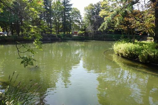 池 池 池,木,自然の写真素材