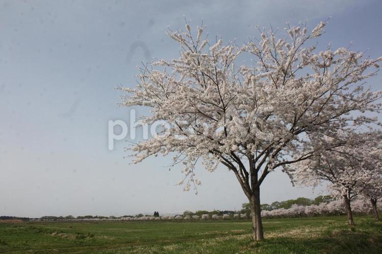 石鳥谷町さくら通り　　５ 桜,サクラ,満開の写真素材