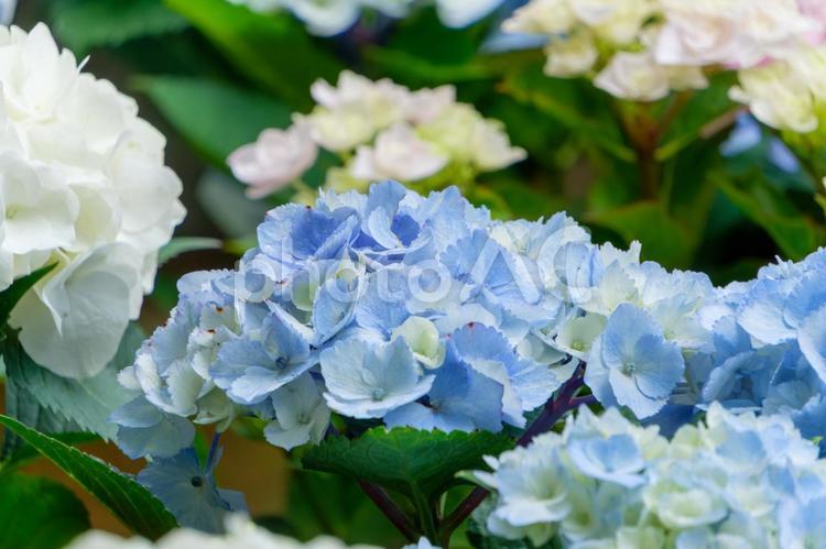 6月に咲く淡い青の紫陽花 紫陽花,花,花びらの写真素材