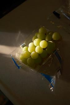 朝日が光っているシャインマスカット シャインマスカット,マスカット,ぶどうの写真素材