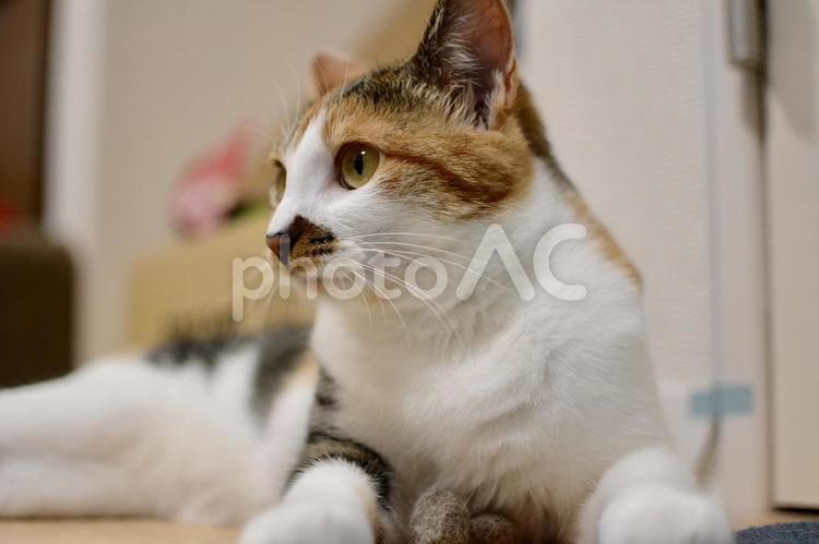 自分の毛玉ボールを大事そうに抱える三毛猫 猫,三毛猫,ペットの写真素材