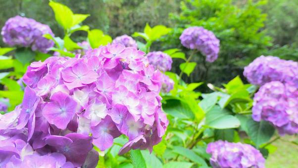 あじさいの花 あじさいの花の写真