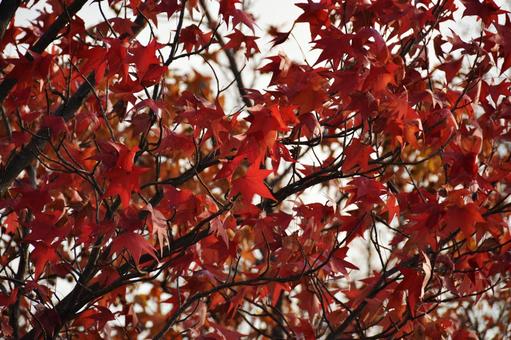 モミジバフウ（紅葉葉楓） モミジバフウ,アメリカソゴウコウノキ,紅葉葉楓の写真素材