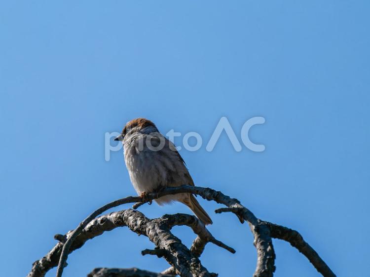 枝にとまるスズメ スズメ,雀,鳥の写真素材