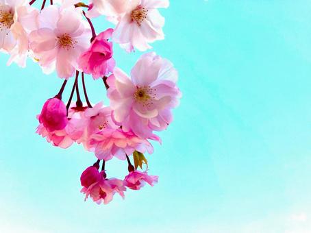ピンクの桜　明るい水色の背景 桜,枝垂桜,ピンクの写真素材