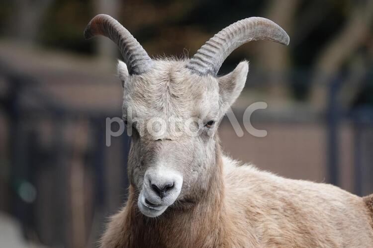 オオツノヒツジの変顔？ オオツノヒツジ,動物,ムフロンの写真素材