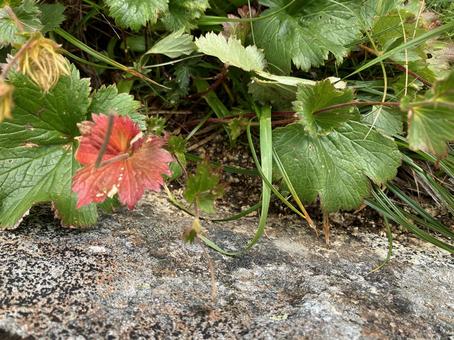 葉っぱが一部紅葉している 葉っぱが一部紅葉している 葉っぱ,紅葉,一部の写真素材