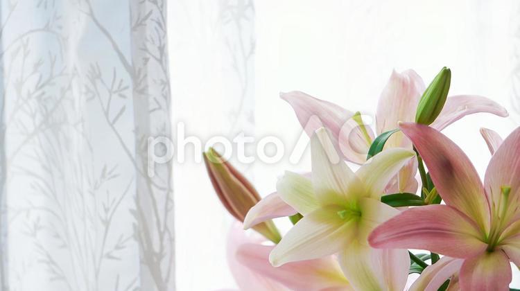 窓辺を飾るゆりの花束 花,背景,ゆりの写真素材