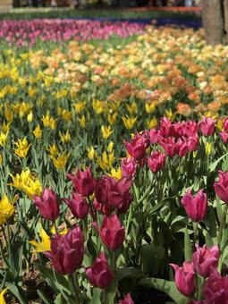 赤紫や黄色のたくさんのチューリップ チューリップ,黄色,赤の写真素材