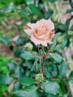 雨上がりのバラの写真