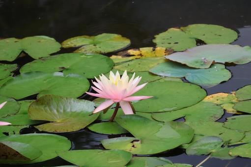 Pink petaled water lilies and green leaves on the water surface of a pond, JPG Pink petaled water lilies and green leaves on the water surface of a pond, JPG