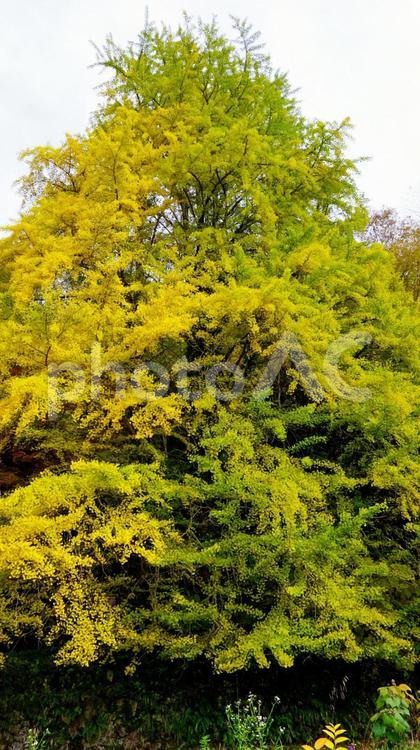 上帝釈峡の美しい紅葉 秋,紅葉,黄葉の写真素材