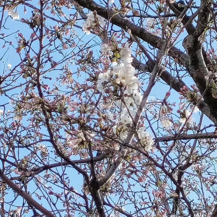 青空と桜(葉桜) 桜,葉桜,桜の木の写真素材