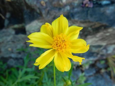 【花の写真】コスモス（秋桜） コスモス,秋桜,自然の写真素材