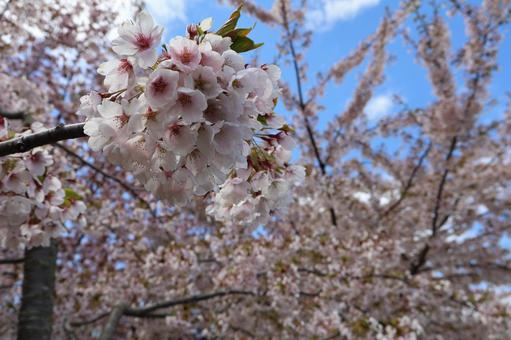 桜の花 桜の花 桜,桜の花,桜の木の写真素材