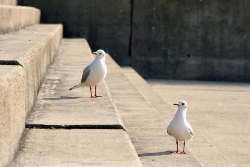 ユリカモメ ユリカモメの写真