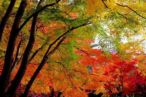 紅葉 紅葉の写真