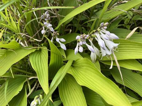 ギボウシ ギボウシ ギボウシ,植物,夏の写真素材