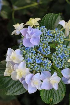 Hydrangea, JPG