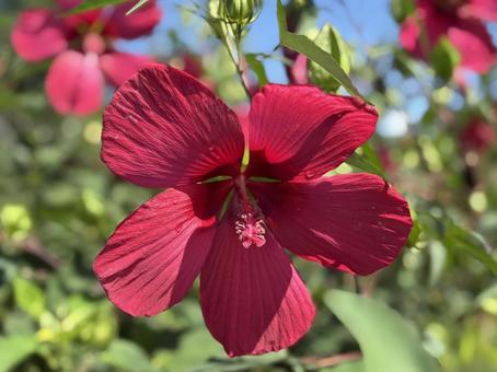 アメリカ芙蓉 アメリカ芙蓉 花,かわいい,綺麗の写真素材