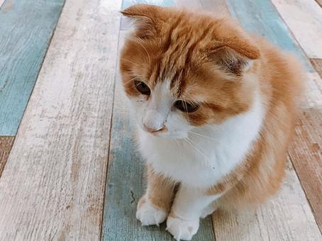 猫_3 猫_3の写真
