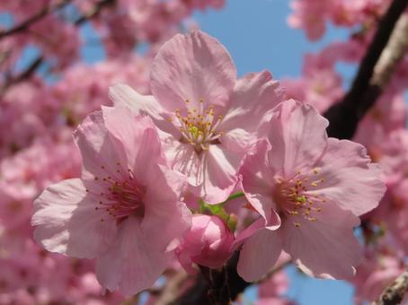 春の訪れを感じさせる桜 春の訪れを感じさせる桜の写真