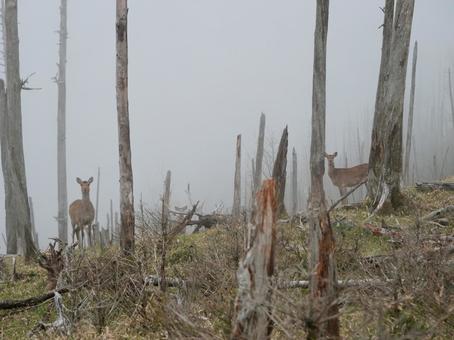 破風山避難小屋付近の鹿 破風山避難小屋付近の鹿 鹿,シカ,甲武信ヶ岳の写真素材
